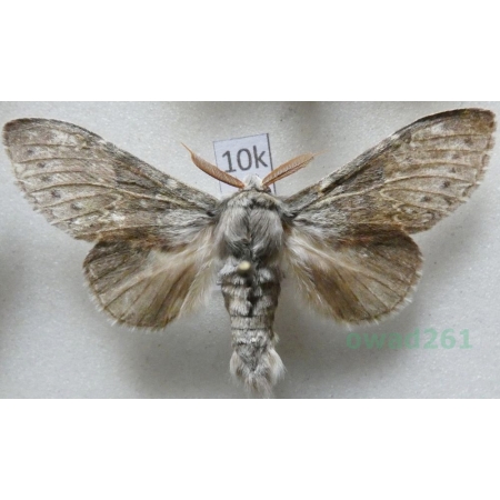 Stauropus fagi (Linnaeus, 1758) male Potwora buczynówka Czech10k